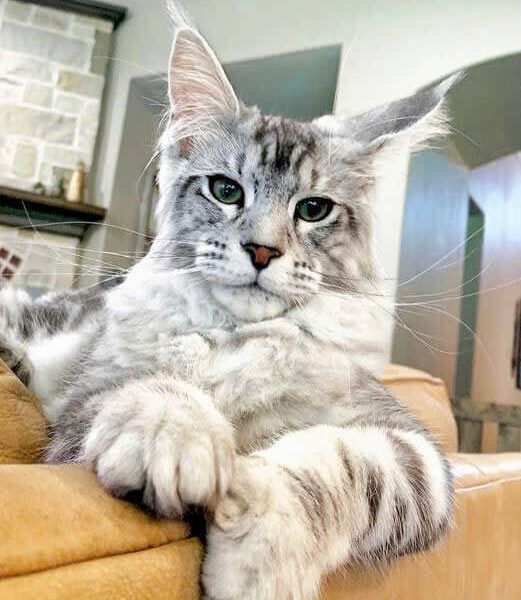 Mèo maine coon nhập khẩu 3