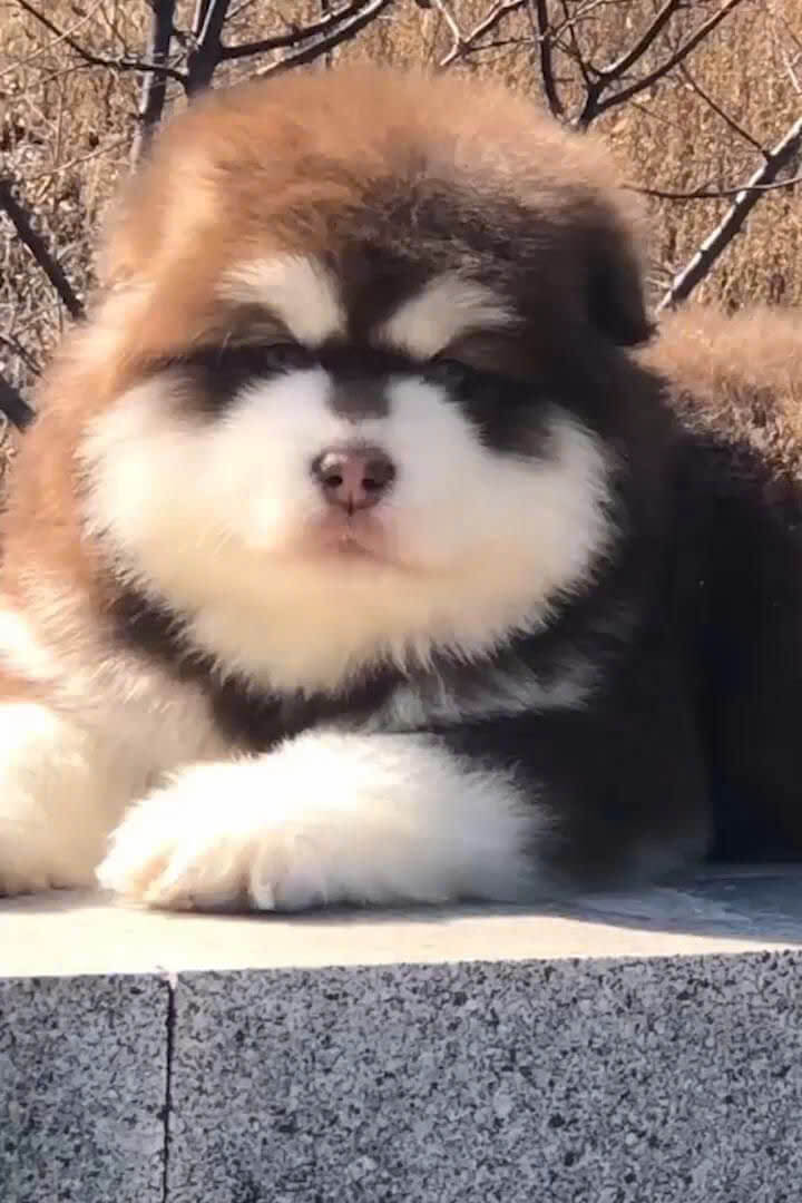 Chó Alaska Nhập Thái