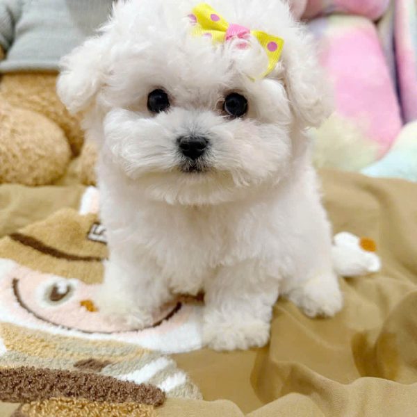 Chó Bichon Nhập Khẩu B029