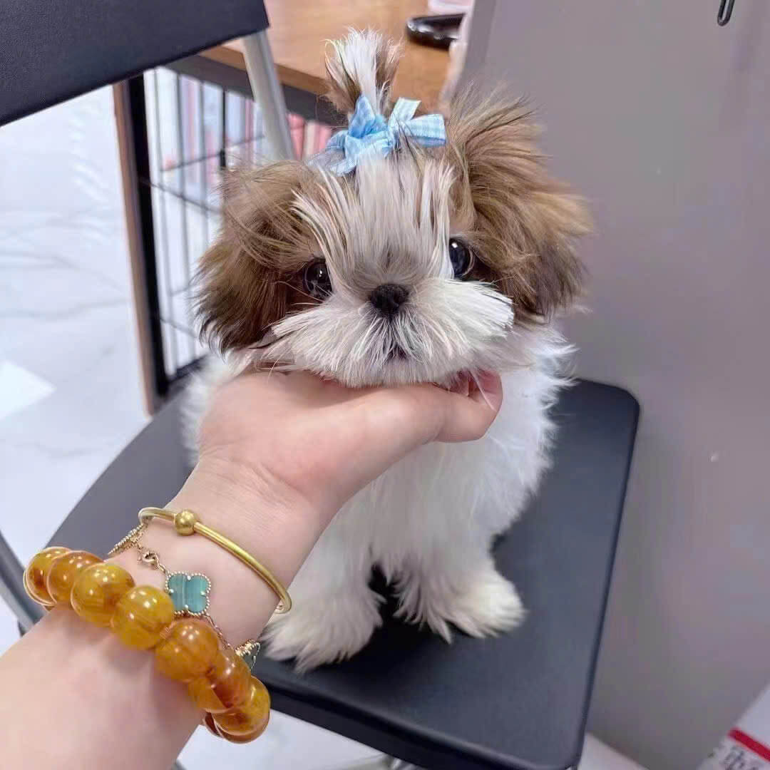 Chó Shitzu Nhập Khẩu