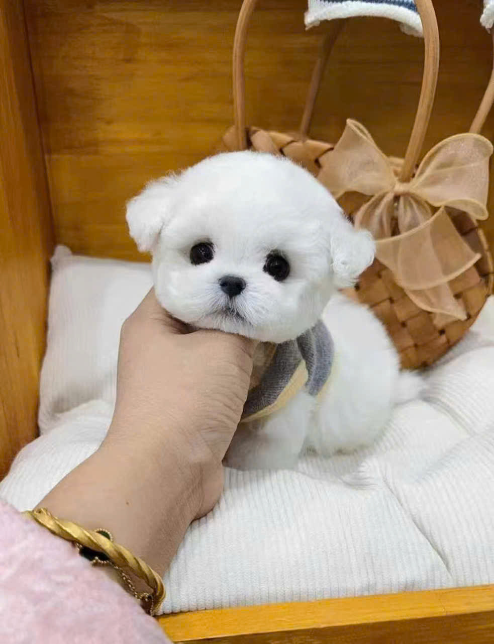 Chó Bichon nhập Trung CBT