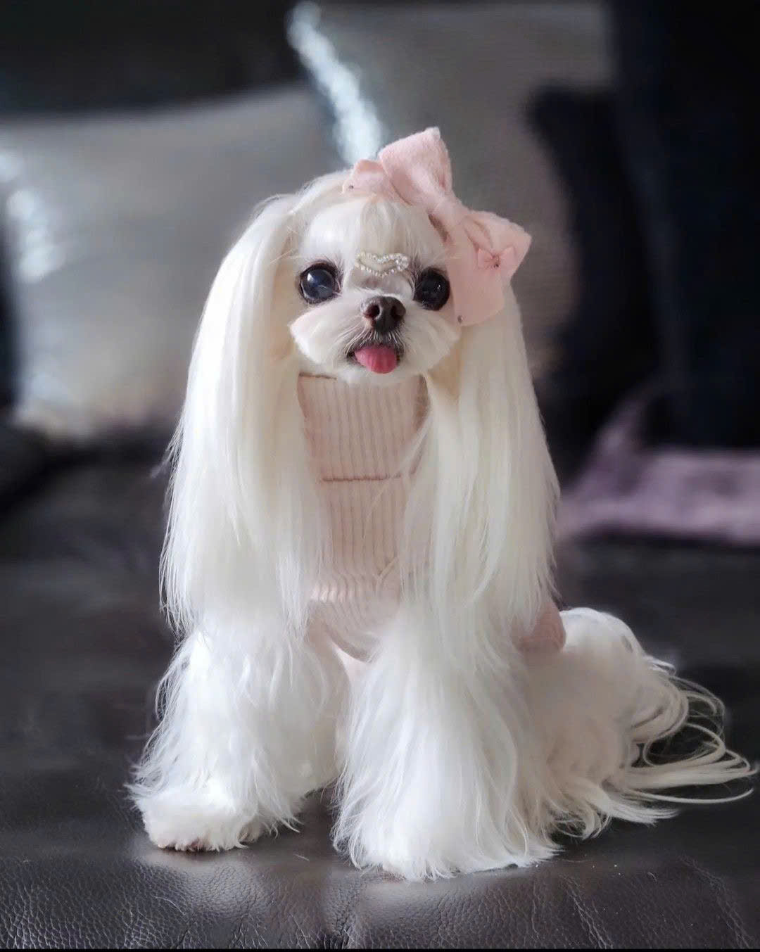 Chó Maltese nhập khẩu CMENK