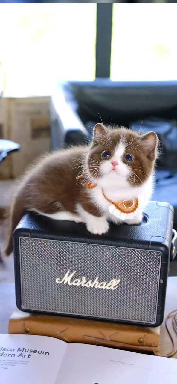 Mèo Bi Cinnamon nhập khẩu MBCNK