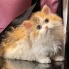 Mèo Selkirk Rex Munchkin nhập khẩu SRMNK
