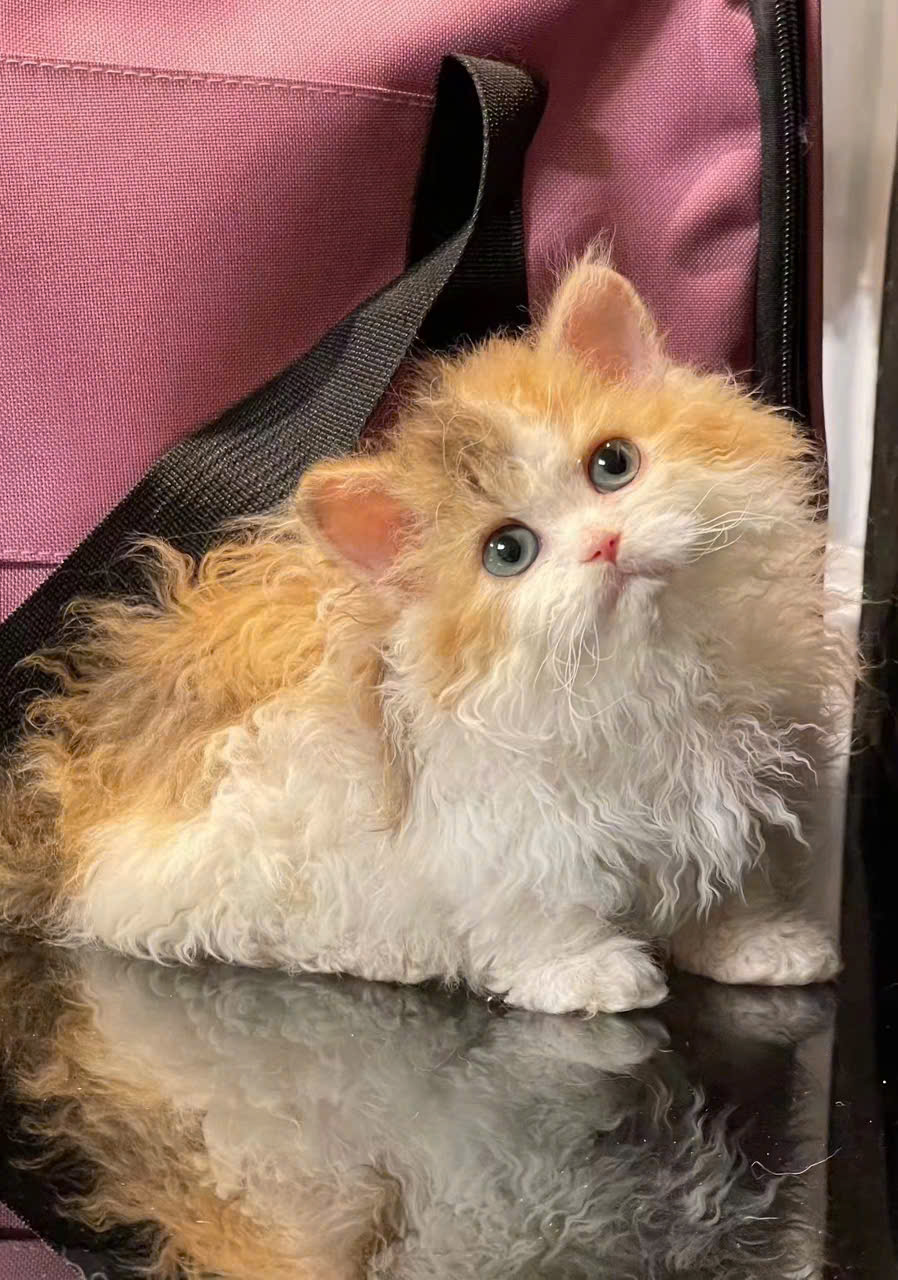 Mèo Selkirk Rex Munchkin nhập khẩu SRMNK