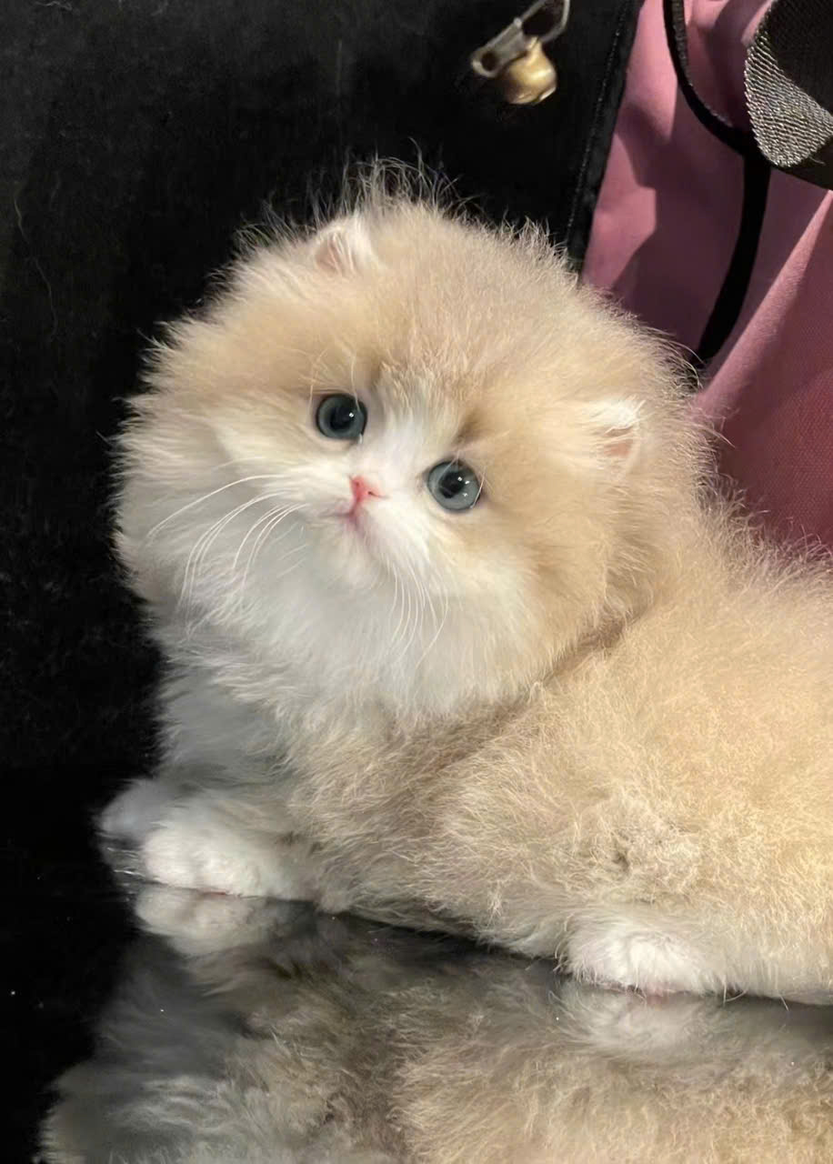 Mèo Munchkin Long Haired nhập khẩu MLHNK