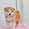 Chó Akita Inu nhập khẩu AINK