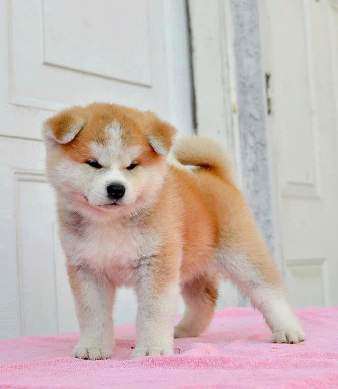Chó Akita Inu nhập khẩu AINK