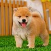 Chó Shiba Inu nhập khẩu SBNK