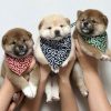 Chó Shiba nội địa SND