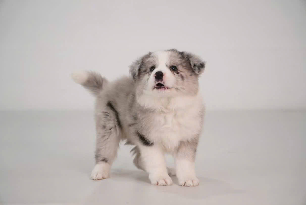 Chó Border Collie Trắng Xám B007