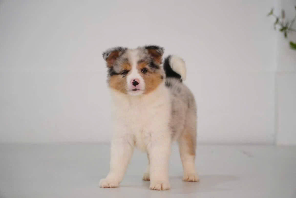 Chó Border Collie Xám Loang B009