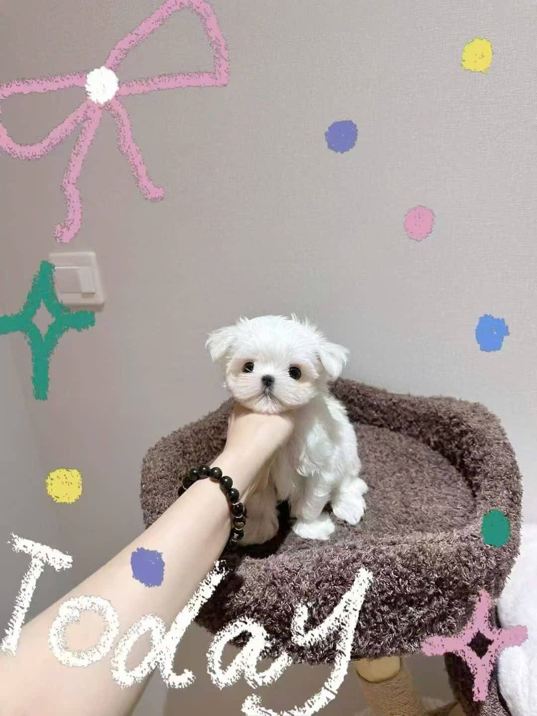 Chó Maltese Trắng Mini M004