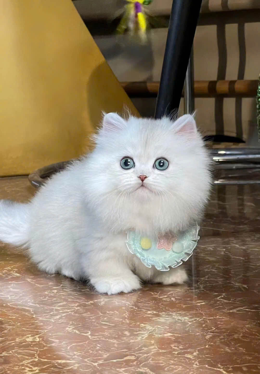 Mèo Anh Lông Dài Trắng Mắt Xanh D067