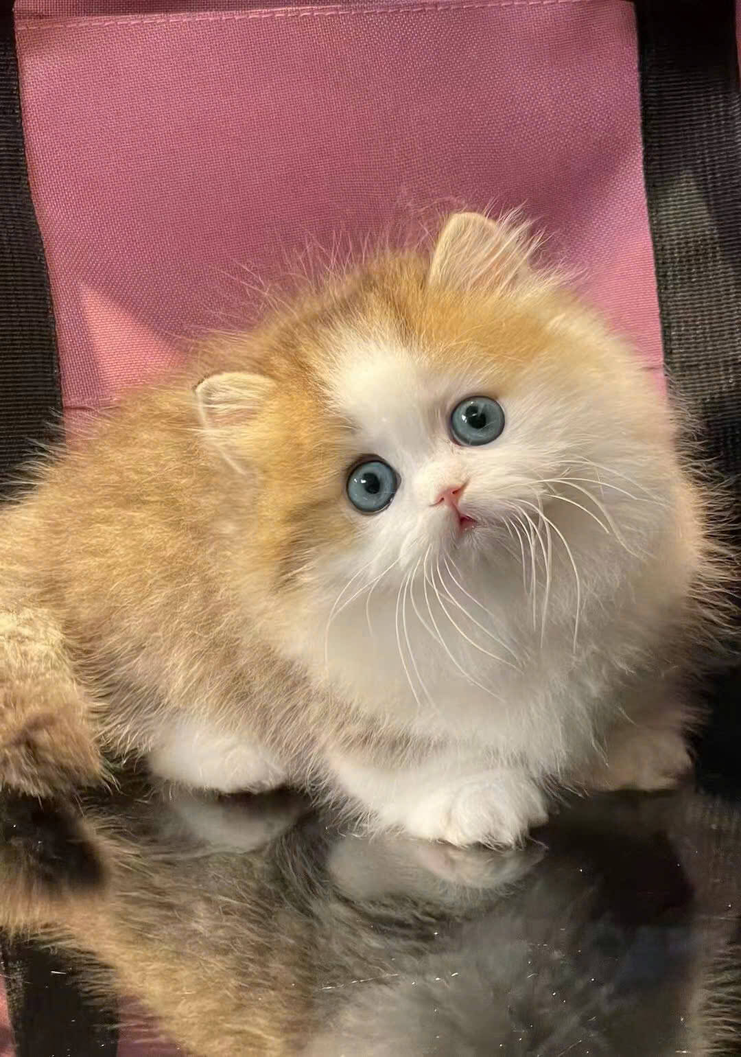 Mèo Anh Lông Dài Trắng Vàng Cát Mắt Xanh D071