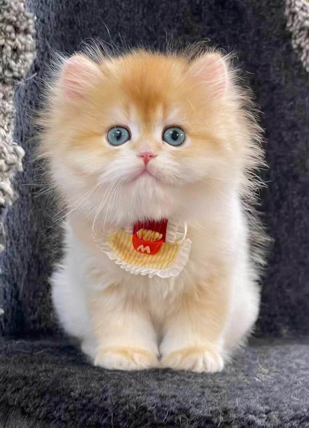 Mèo Anh Lông Dài Vàng Cát Mắt Xanh D068