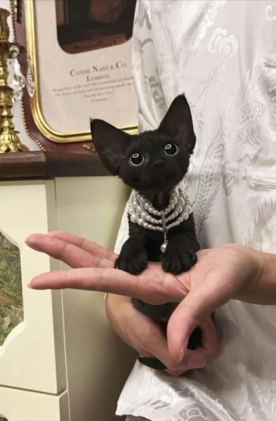 Mèo Devon Rex Đen Nhập Khẩu DD056