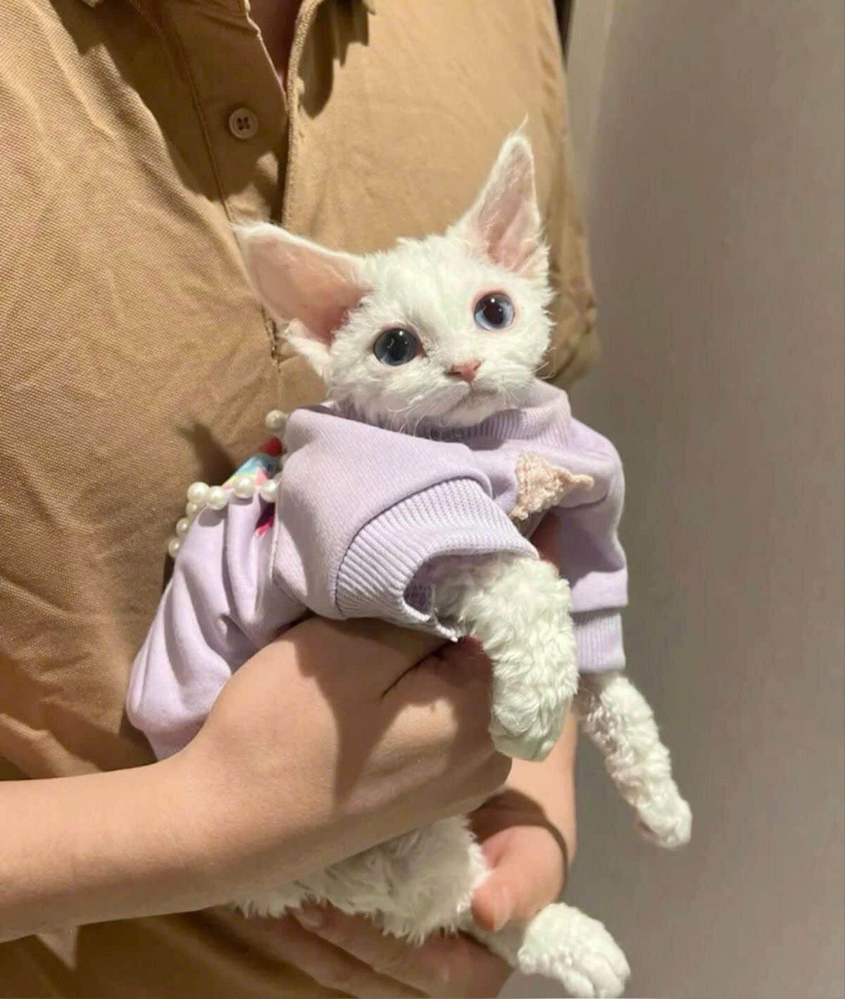 Mèo Devon Rex Trắng Nhập Khẩu DD053