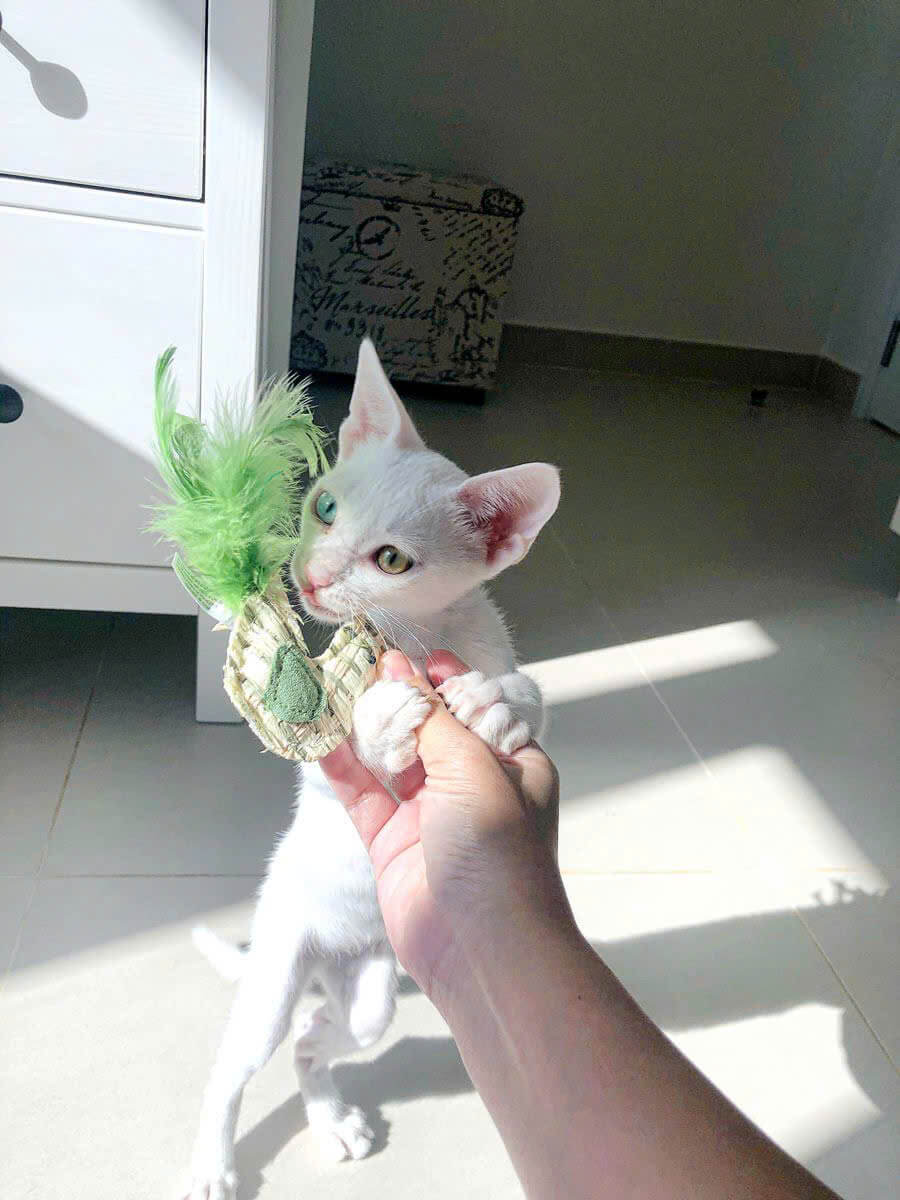 Mèo Devon Rex Trắng Nhập Khẩu DD057