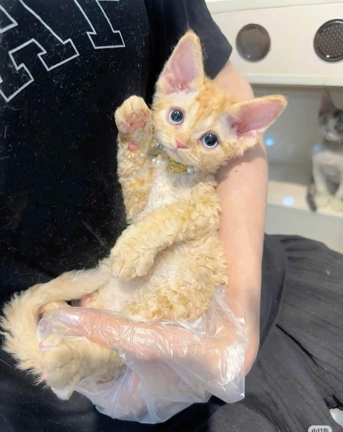 Mèo Devon Rex Vàng Trắng Nhập Khẩu DD055