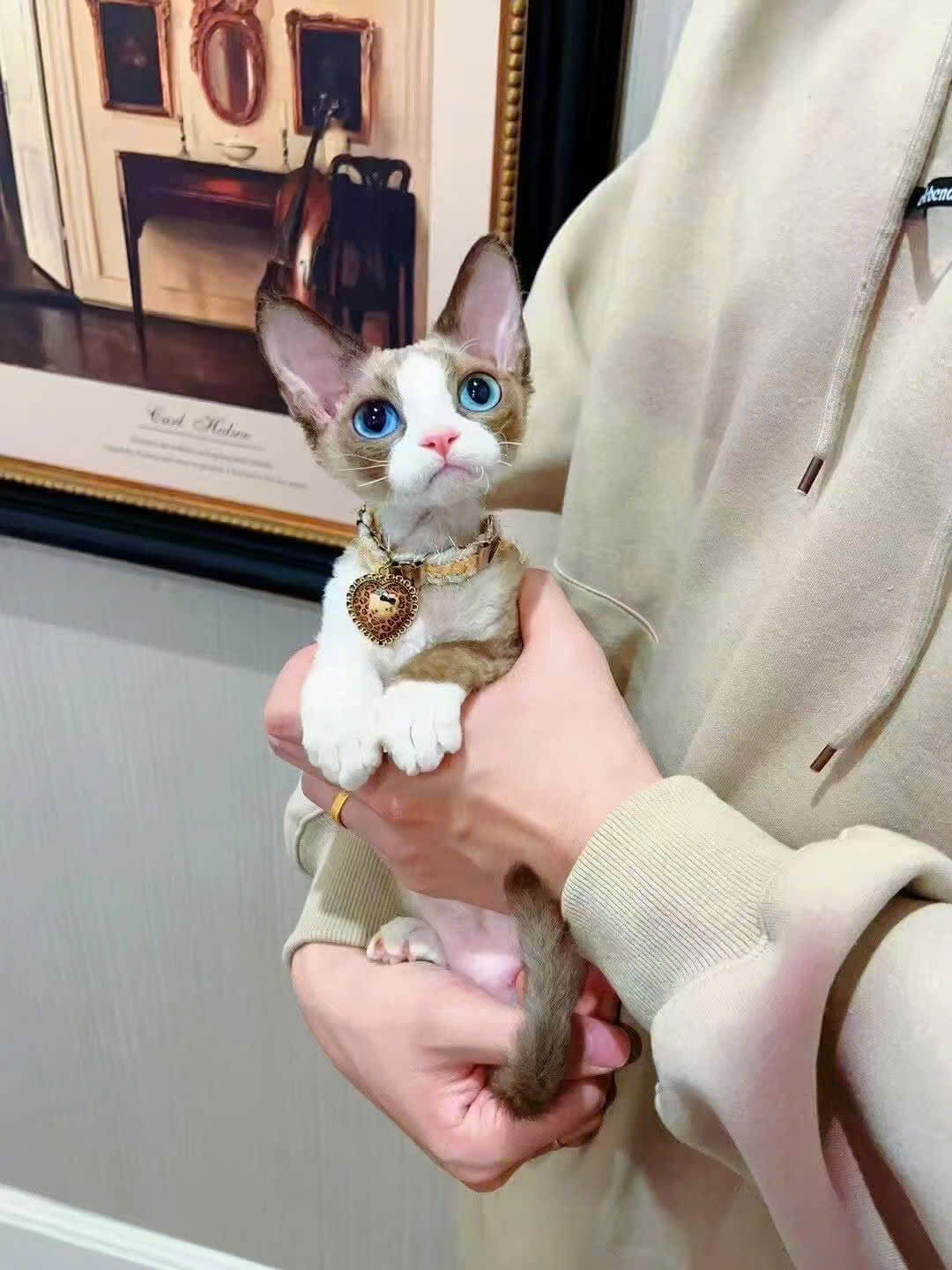 Mèo Devon Rex Xám Trắng Nhập Khẩu DD058