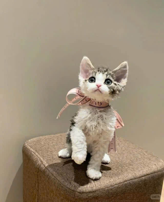 Mèo Devon Rex Xám Xù Nhập Khẩu DD059