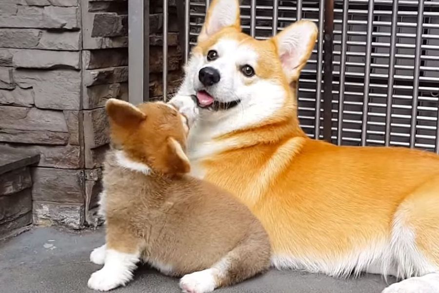 Bảng Giá Chó Corgi Mới Nhất
