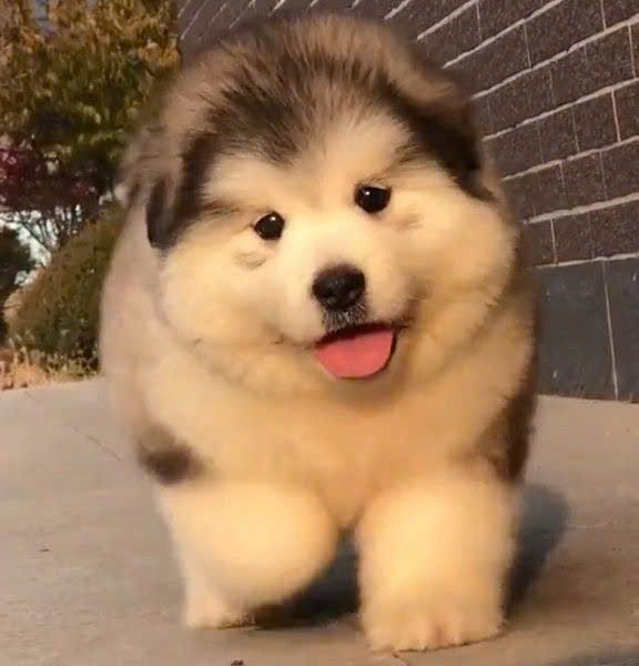 Chó Alaska Gấu Trúc