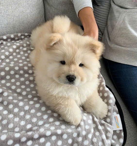 Chó Chow chow màu kem