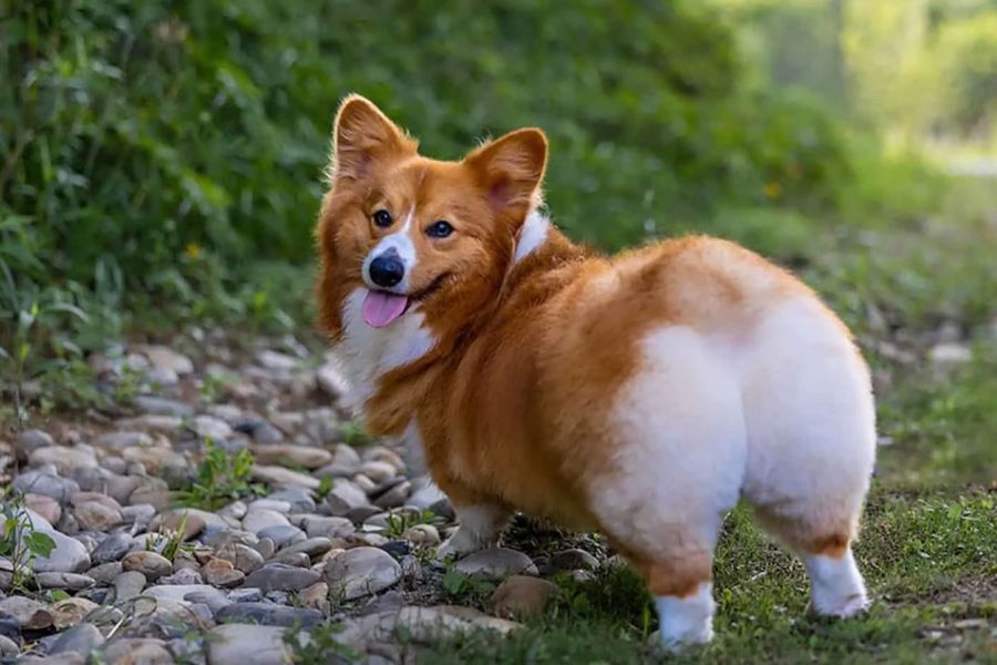 Chó Corgi có nguồn gốc từ xứ Wales