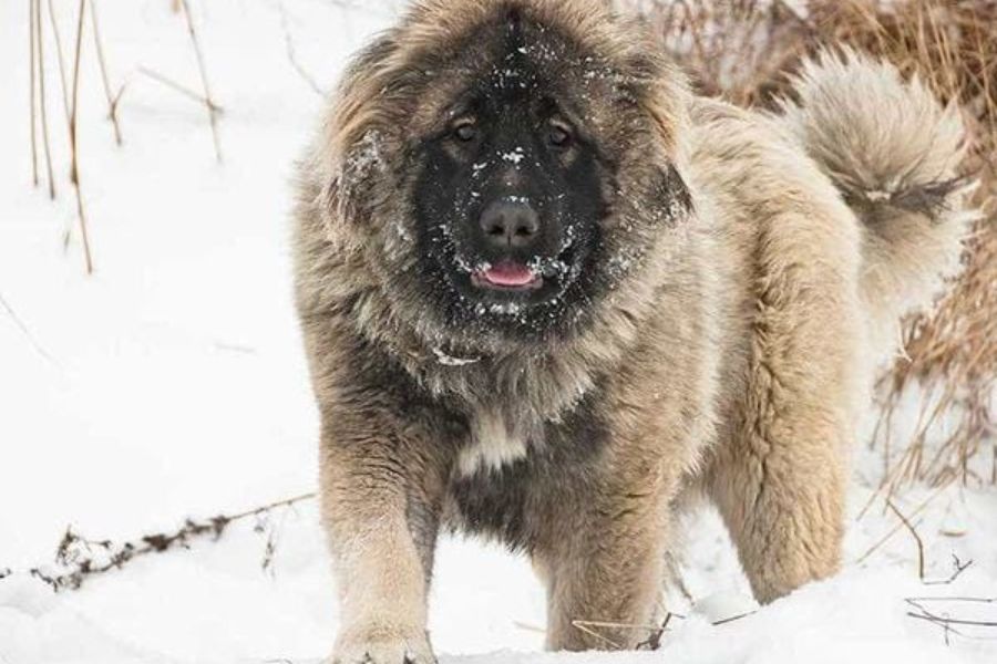 Chó Ngao Nga - Caucasian Shepherd