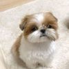 Chó shih tzu 003