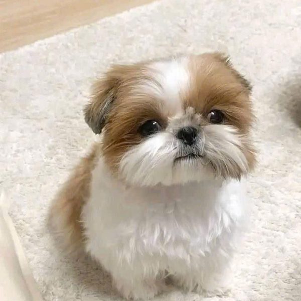 Chó shih tzu 003
