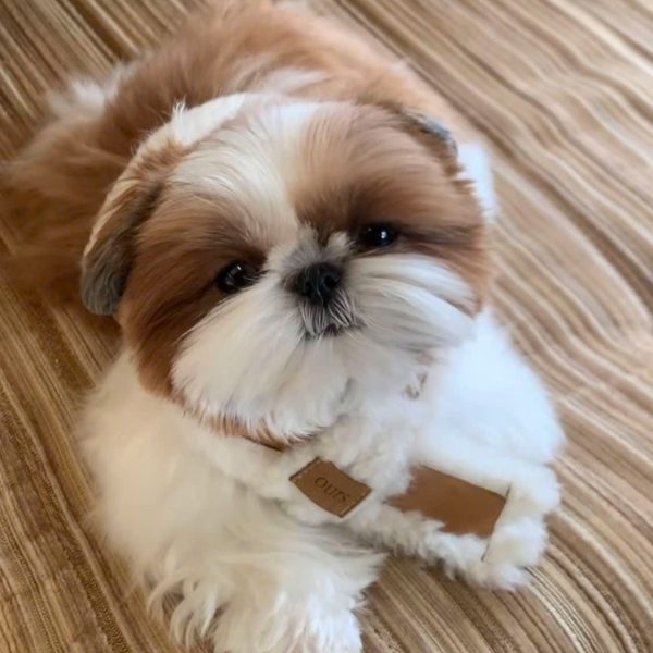 Chó shih tzu 005