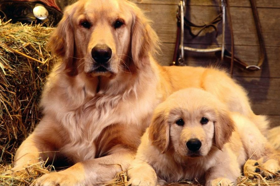 Đặc điểm chó Golden thuần chủng
