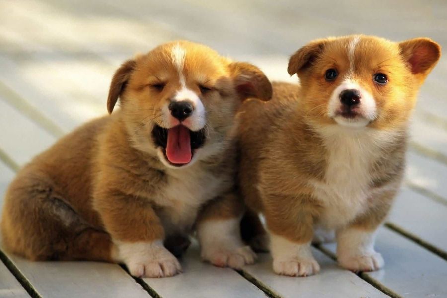 Kinh nghiệm mua chó Corgi tại Hà Nội