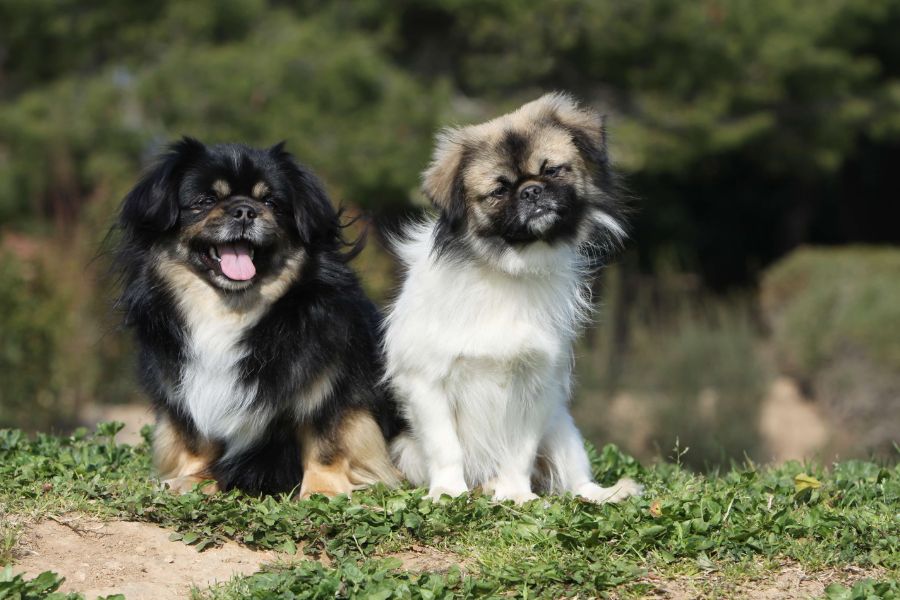 Tibetan Spaniel